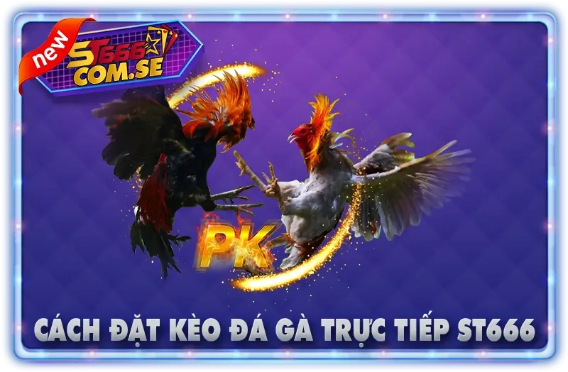 Cách Đặt Kèo Đá Gà Trực Tiếp Tại ST666