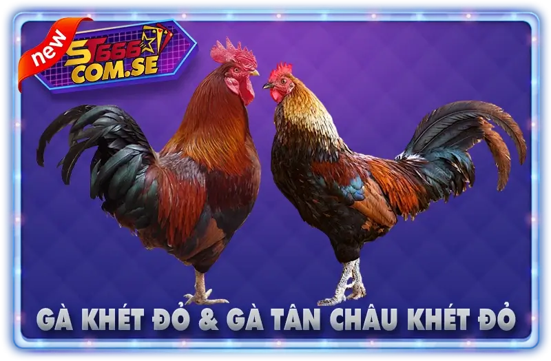 Gà Khét Đỏ & Gà Tân Châu Khét Đỏ